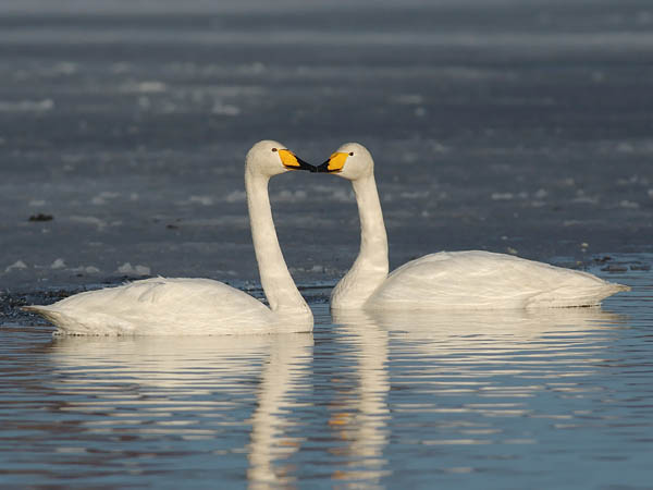 Laulujoutsen, Whooper Swan, Cygnus cygnus